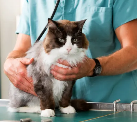 Cat being handled by veterinary staff